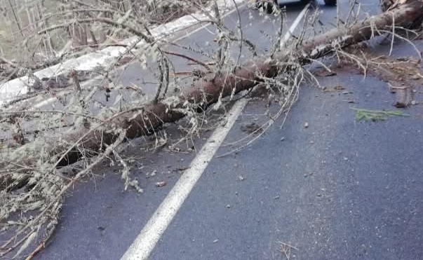 Atenționare COD GALBEN de VÂNT în Dâmbovița