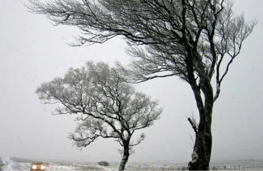 COD GALBEN de VÂNT VIGUROS în zonă