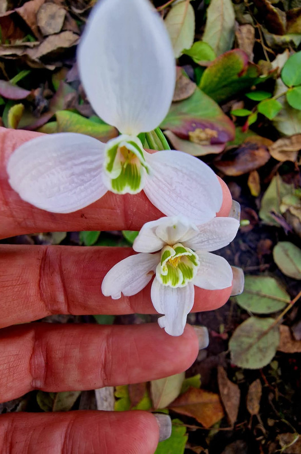 Ghioceii au înflorit prematur în decembrie
