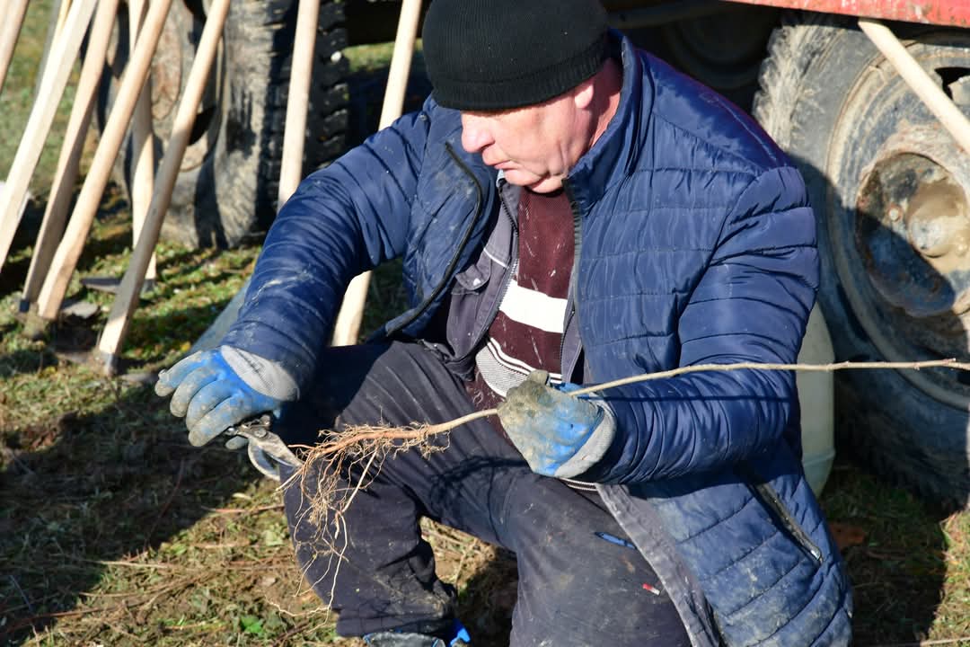 Pădurea Parașutiștilor, 1000 de stejari în plus