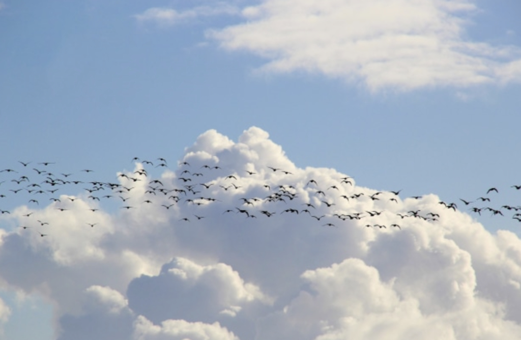 Păsările migratoare rămân în România