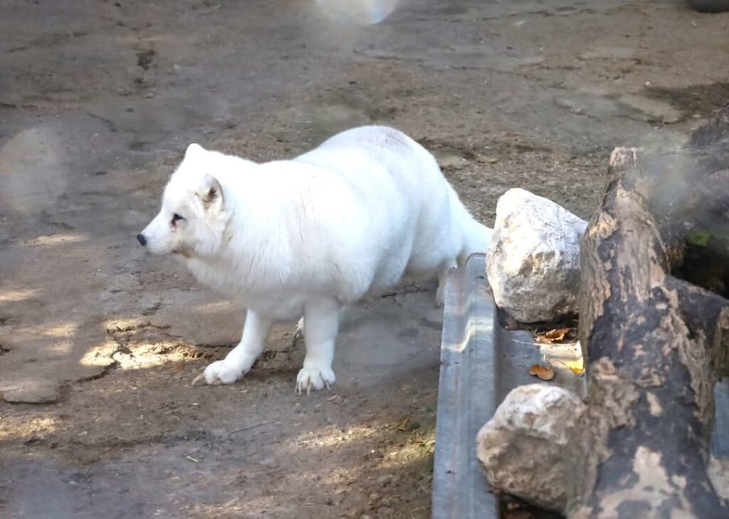 Vulpea polară argintie, nouă atracție la Zoo
