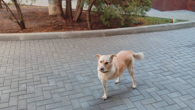 Câinele Maiei Sandu a fugit de zgomote