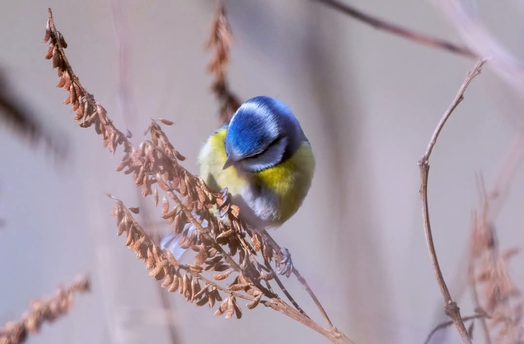 Călifar și lebădă: o prietenie neașteptată