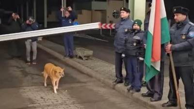 Cățelul vedetă după intrarea în Schengen