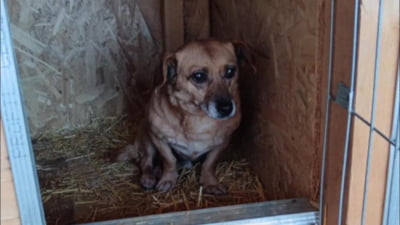 Marinel, câinele returnat după 5 ani