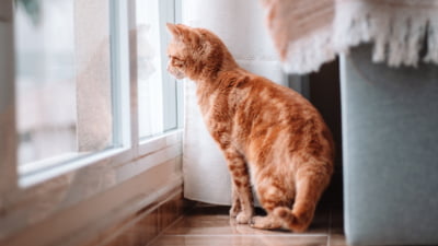 Român și-a incendiat apartamentul în Italia