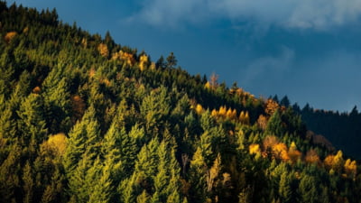 România pierde proces la CEDO, restituie pădure