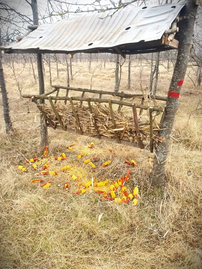 Romsilva oferă hrană faunei sălbatice