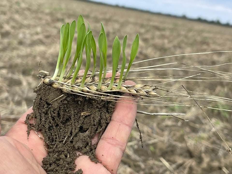 Subvențiile finale pentru fermieri încep pe 3 ian. 2025