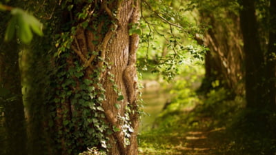 Temperaturi anormale la începutul lui 2025