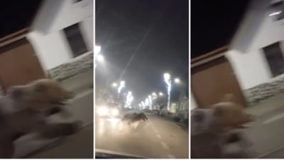 Urs uriaș provoacă panică în oraș