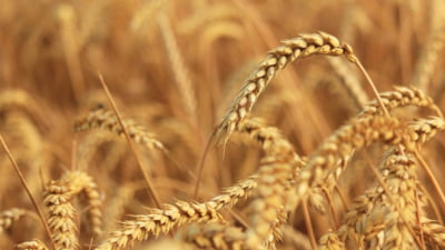 Agricultura afectată de vreme extremă