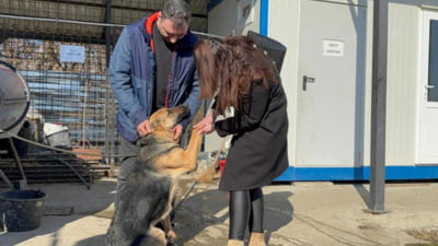 Cățelușa dispărută a fost găsită după 1,5 luni