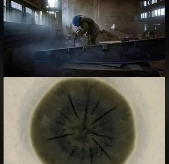 Ciupercă „nepământeană” descoperită în Cernobîl