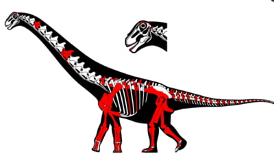 Două noi specii de dinozauri descoperite