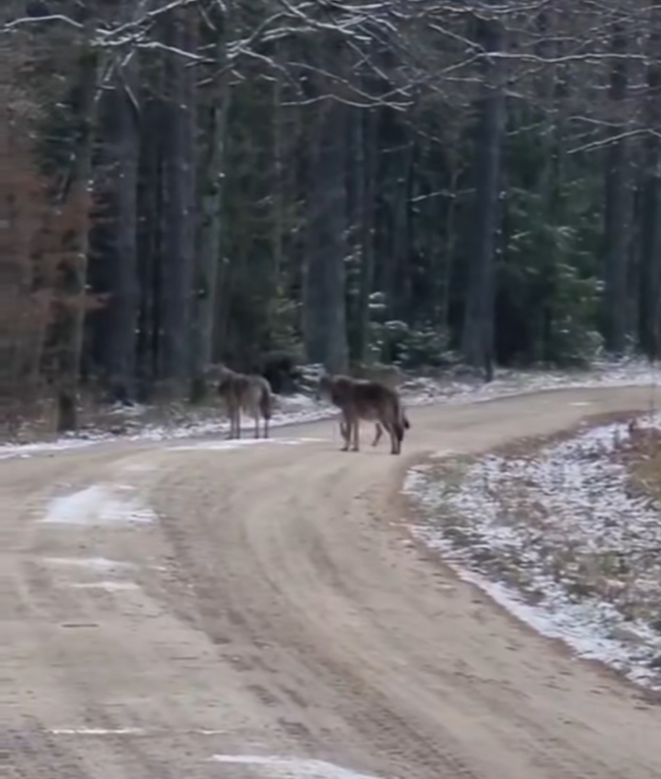 Lupii ies pe drumuri mari după hrană
