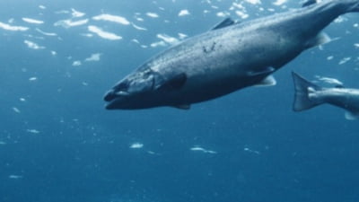 Pești scăpați pun în pericol mediul acvatic