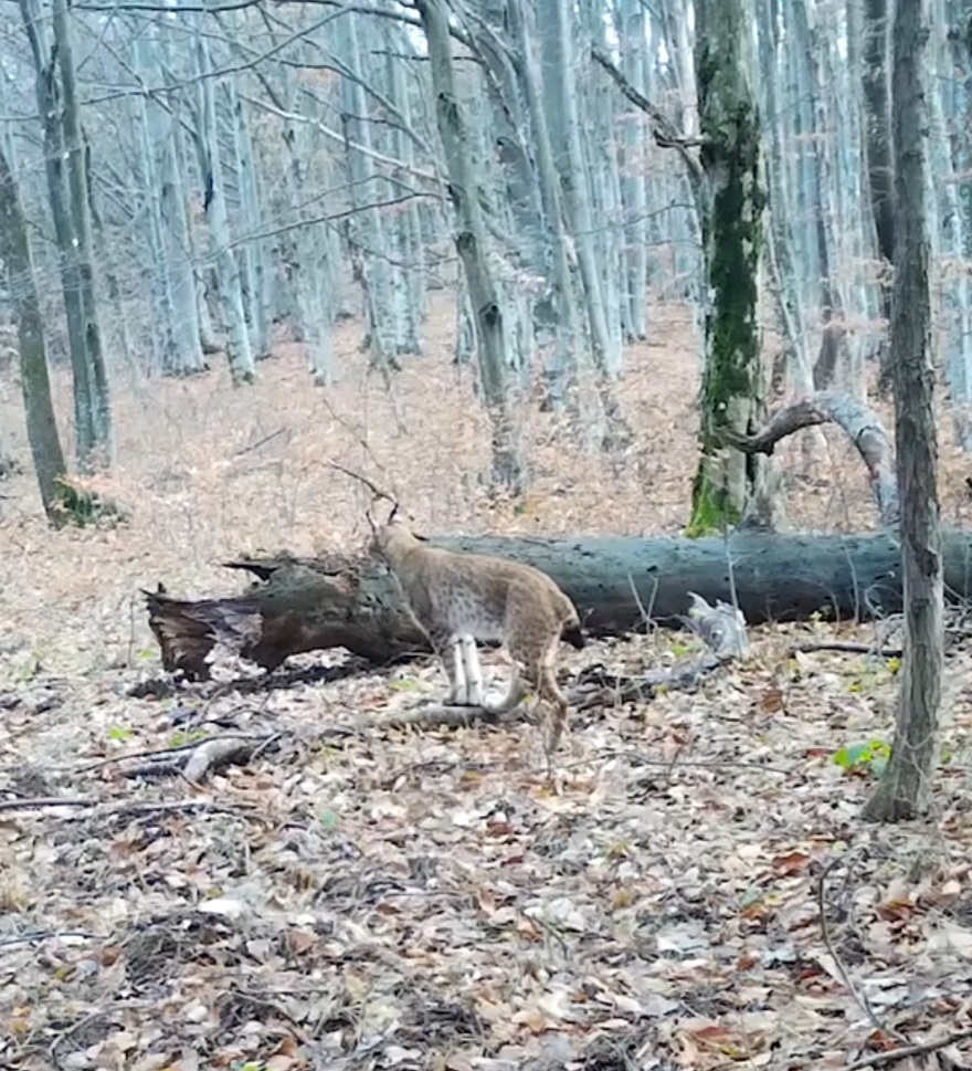 Râsul, felina regală a pădurilor