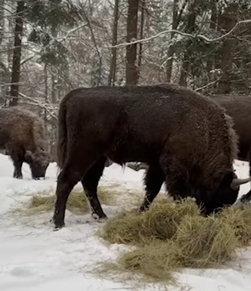 Zimbrii, Frumusețe în Parcul Vânători