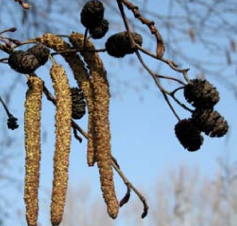 Atenție: Polen periculos pentru astmatici