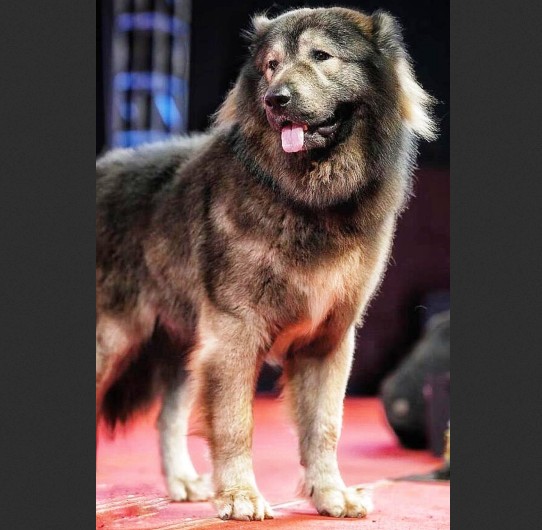 Câinele cel mai Scump vândut - 5,7 mil. $