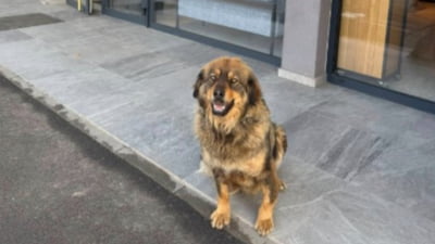 Cățelușă din Cluj așteaptă stăpâna
