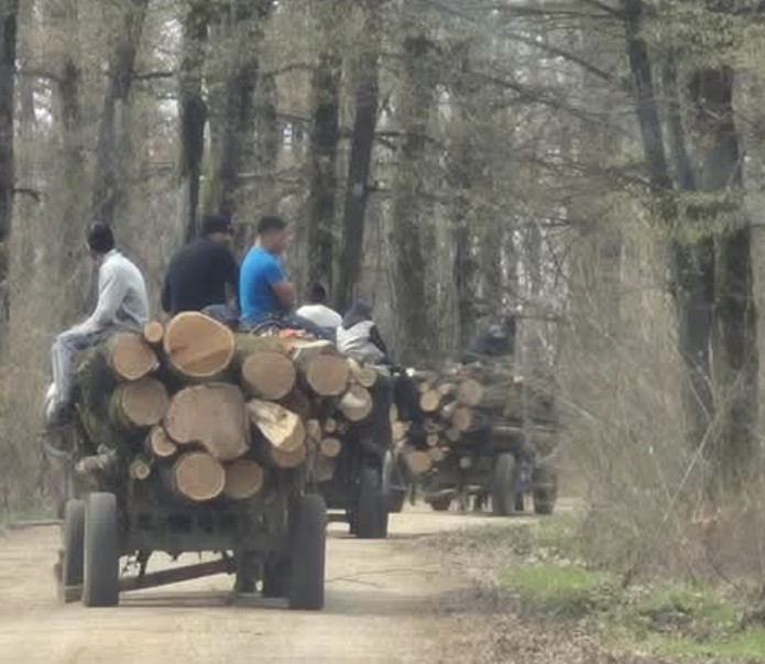 Jandarmii au prins bărbați tăind arbori ilegal