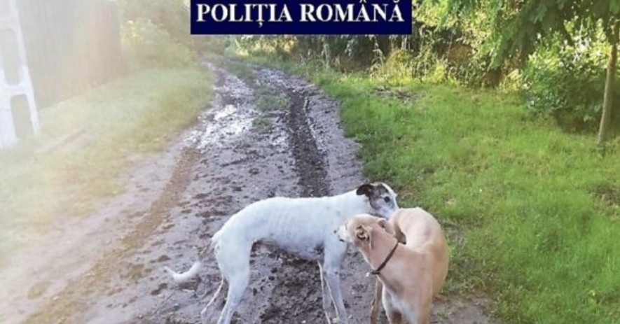 „OGARUL 2025” pentru protecția animalelor