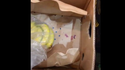 Pui de șoareci în cutia de banane!