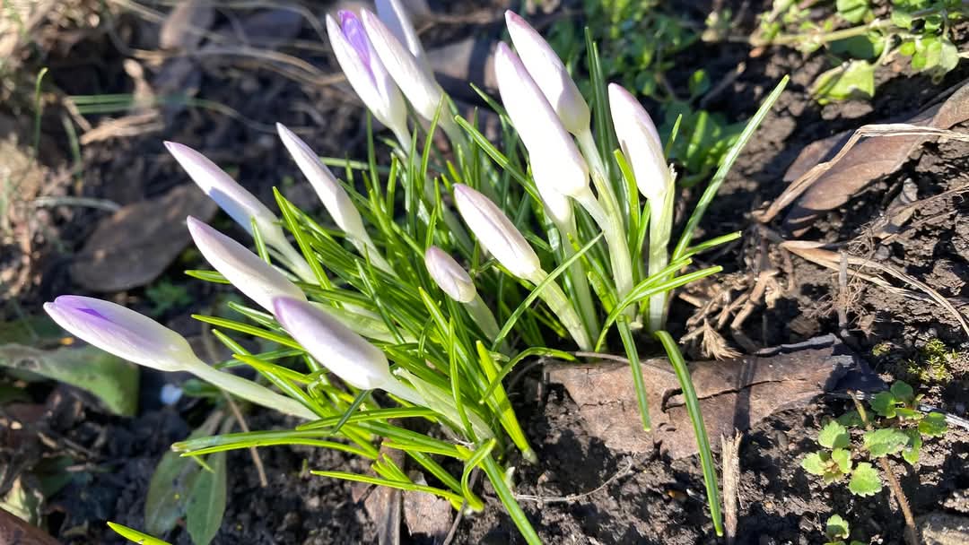 Val de aer tropical între 10-15 martie 2025