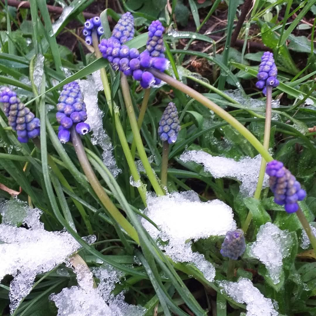 Atenționare meteo: vreme Rece și brumă