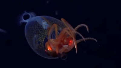 Creatură colosală descoperită în adâncuri