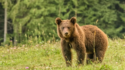 Salvamontistul atacat de urs a făcut infarct