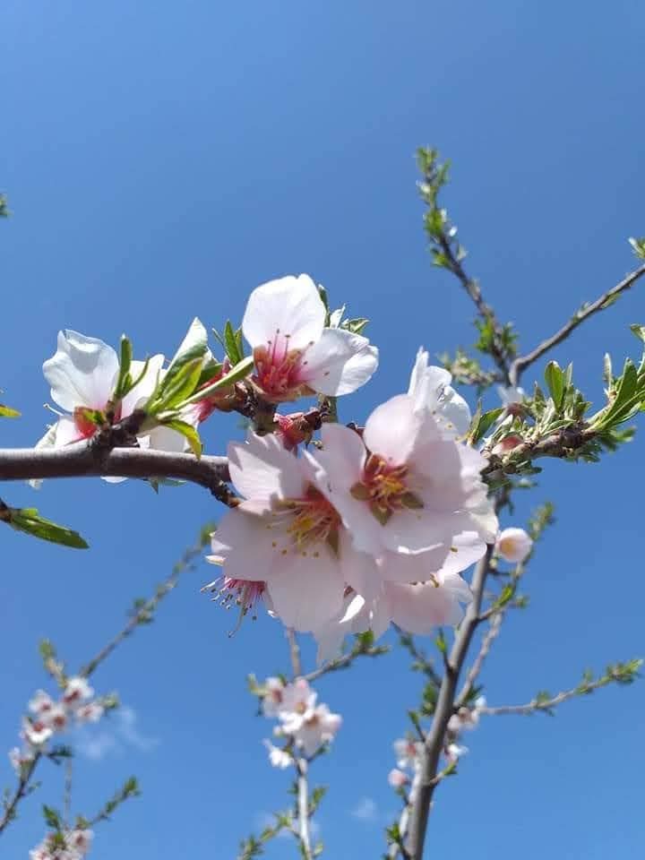 Val de aer Rece, pericol pentru agricultură