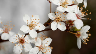 Vremea de Florii și Paște după frig