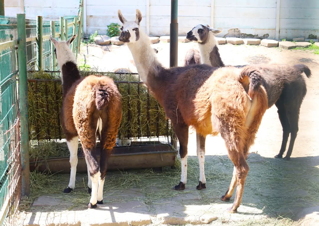 Entuziasm la Zoo Târgoviște: Copiii descoperă animalele