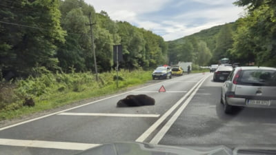 Urs mort după ce a fost lovit de mașini