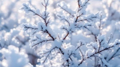 Vreme rece de primăvară: ninsori așteptate