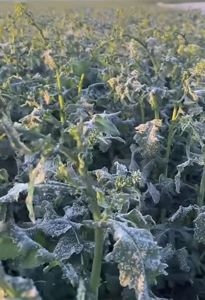 AER POLAR LA FINAL DE SĂPTĂMÂNĂ