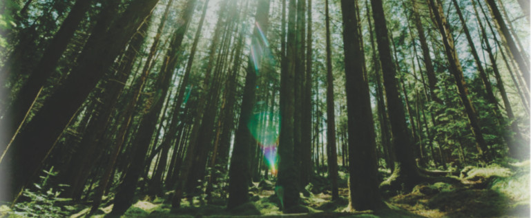 APIA primește cereri pentru sprijin împădurire