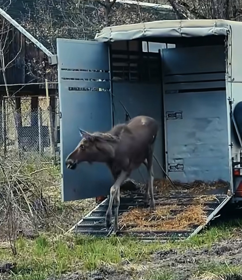 Elanii revin în România după 200 de ani