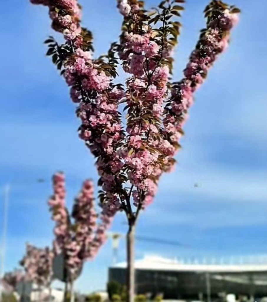 Primăvară la Târgoviște: cireșii înfloresc!