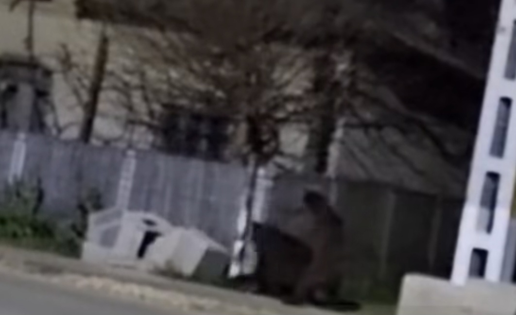 Urși observați în satul Burduca