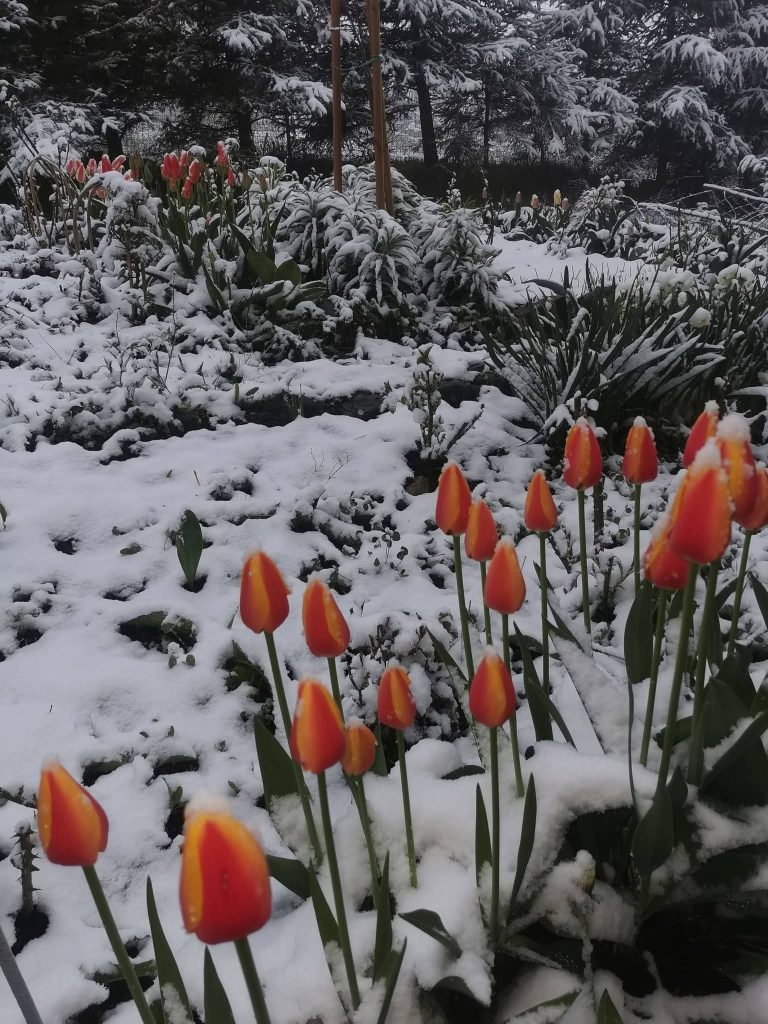 Vremea de 1 Mai: surprize și risc de îngheț