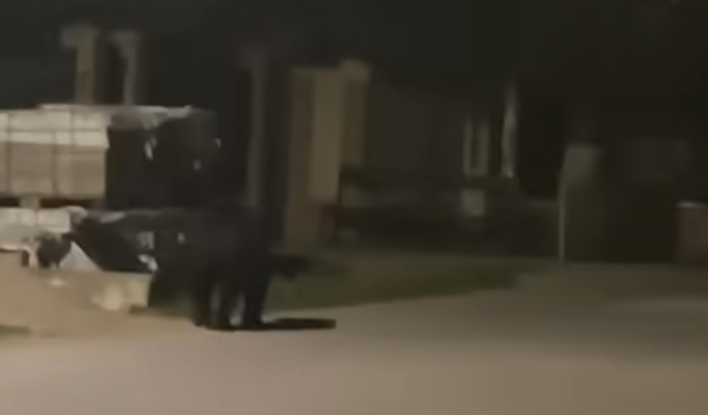 Alertă în Raciu! Urs în satul Siliștea