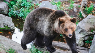 Bărbat atacă urs cu lopată, încurajat de oameni