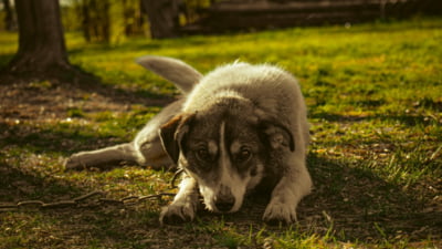 Bărbat cercetat pentru tentativă de înec a câinelui