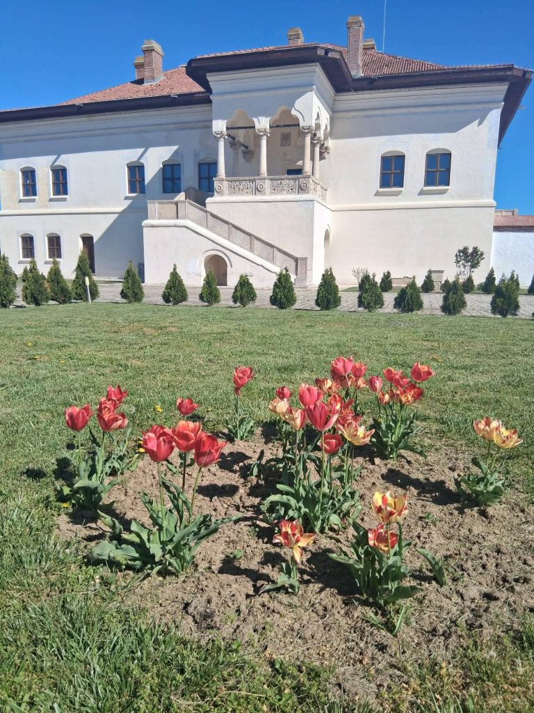 Laleaua „Doamna Maria Brâncoveanu” a înflorit
