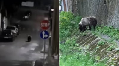 Orașul cu urși pe străzi ziua